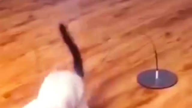 Funny video of dog and cat