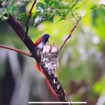 The beauty moment of the bird takes her baby