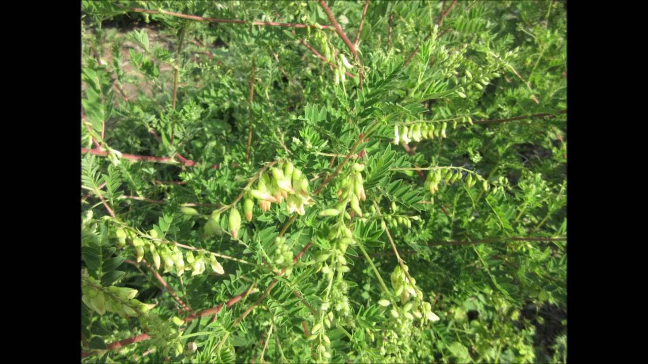 Strong And Steady Canada Milkvetch July 2022