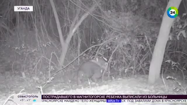 Giant pangolin in Africa