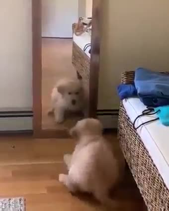 Puppy Is Scared Of His Own Reflection