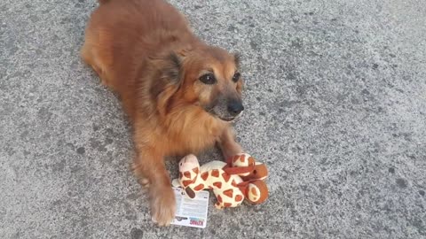 Another gift for La La Dog 🎁