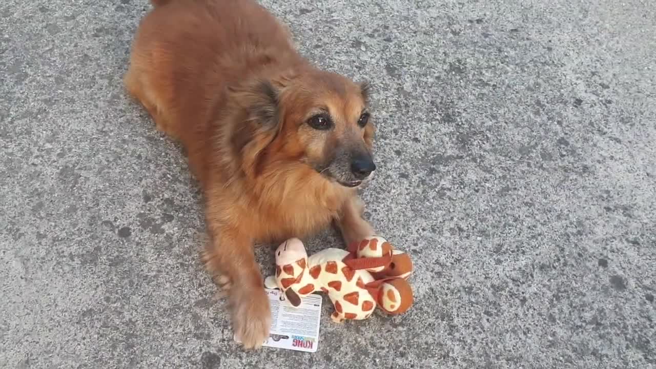 Another gift for La La Dog 🎁