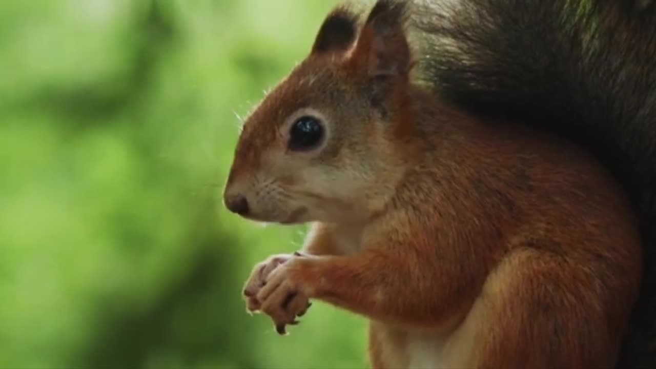 #relaxing music video