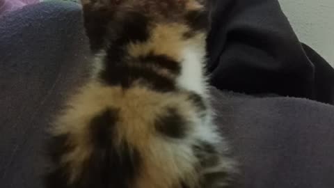 Kitten video