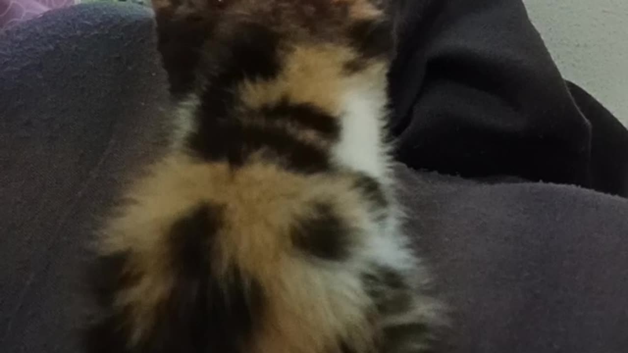 Kitten video