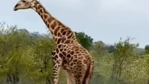 Jaw breaking giraffe kick