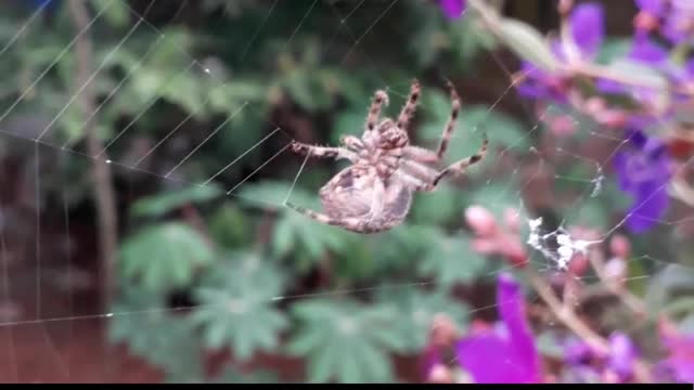 Spider webs were used as bandages? 🕸️ 🕷️ 🕸️ #shorts