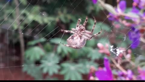 Spider webs were used as bandages? 🕸️ 🕷️ 🕸️ #shorts