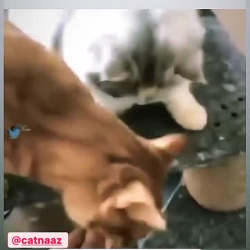 The difference between eating girls and boys