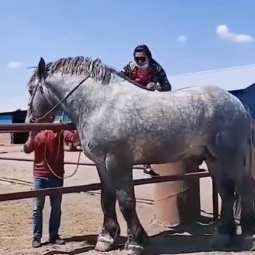 Giant Horse | Beautiful Horse