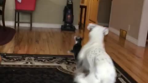 White dog and cat compete in game of fetch blue toy