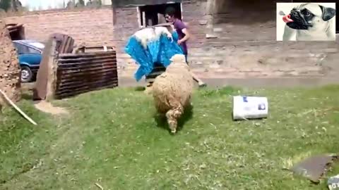 Hilarious Sheep Attack!! Try not to laugh!!