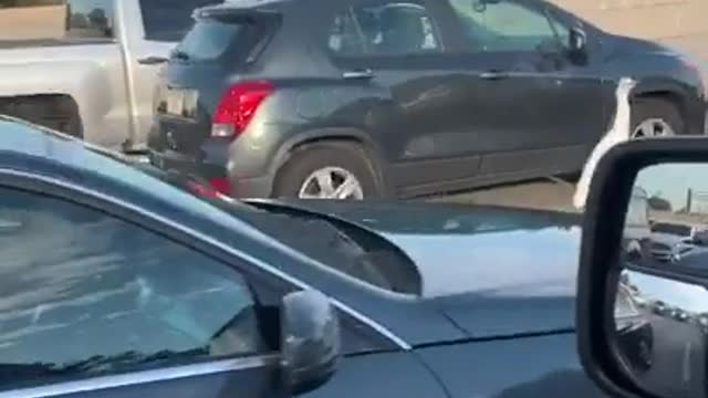 Egret thinks he is a Hood Ornament