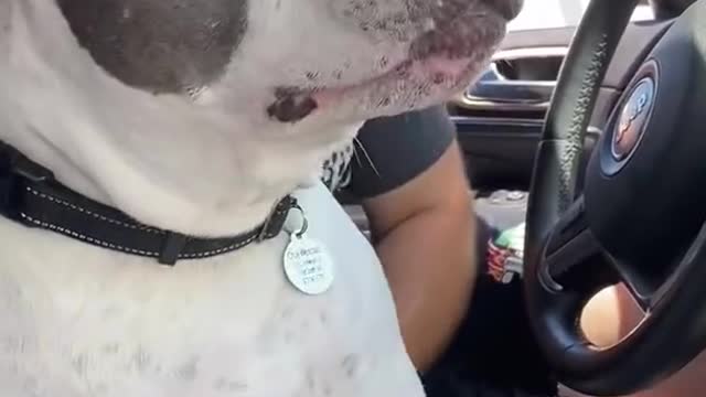 Dog doesn’t want to get in the back seat of the car 2021