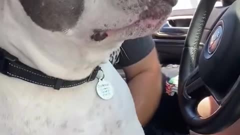 Dog doesn’t want to get in the back seat of the car 2021