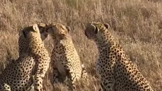 A scene where a group of cheetahs are happy