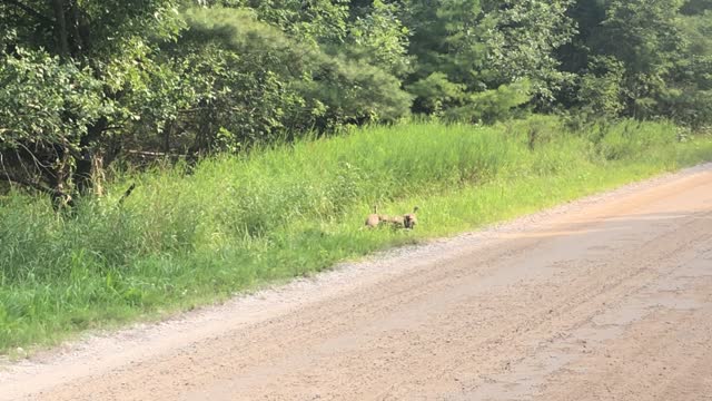 Spring Baby Turkeys!