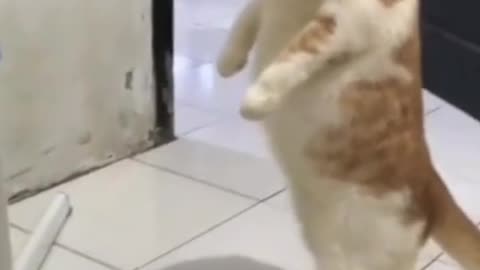 Funny Cat