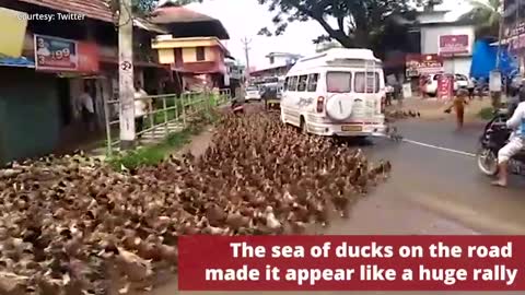 Ducks blocking Traffic In India