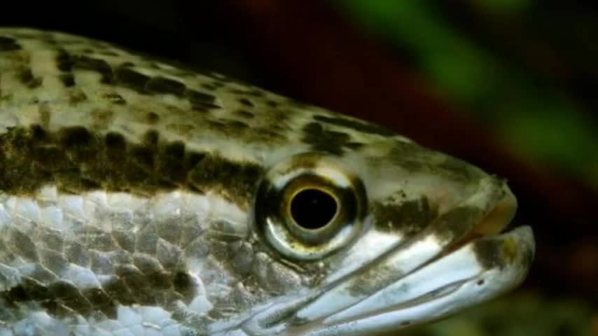 Top 10 best snakehead fish varieties/ monster fishl channa barca/