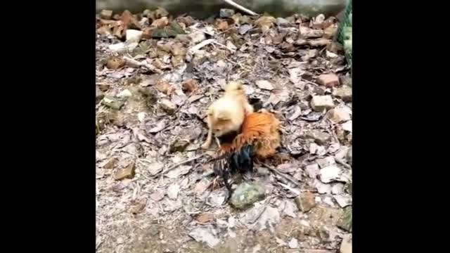 Dog and Chicken Funny Video