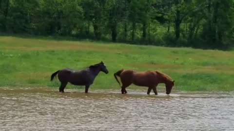 Water Horses