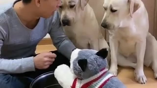 Amazing Smart Dogs Make Me Laugh and Cry