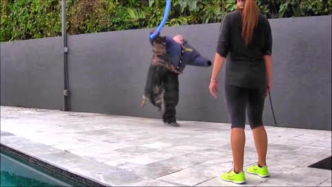 Dogs Training at home