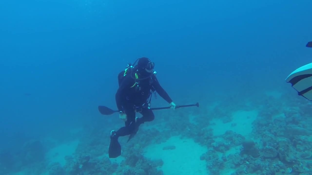 A diver swimming in the Red Sea, Eilat Israel - photographed by Meni Meller