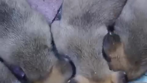 20-day-old puppies learn to eat