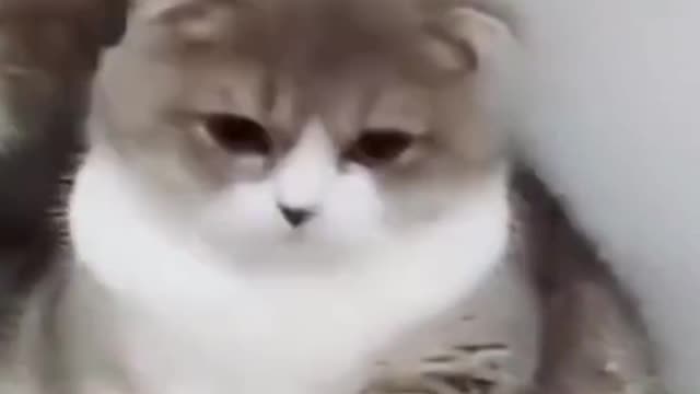Funny, cute cats Life and their owners