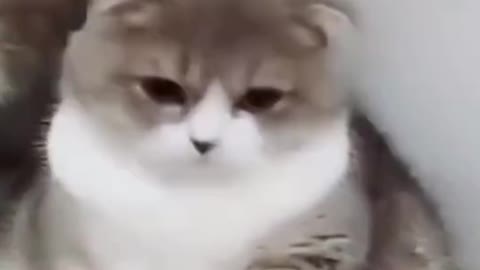 Funny, cute cats Life and their owners