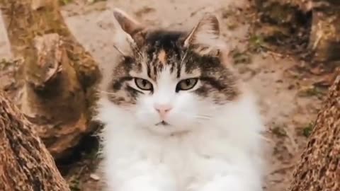 Cute__cat__😺🐈