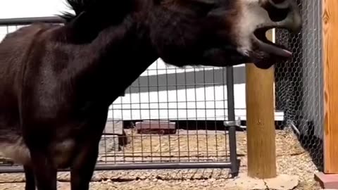 Donkey funny