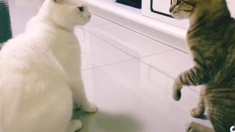 Cat and Dog Funny training videos