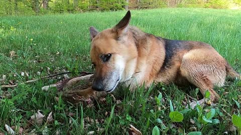 my german shepherd mounts on the grass