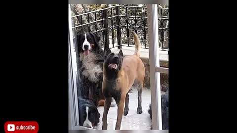 FUNNY VIDEO DOGS OF 2021 MAKE YOU LAUGH