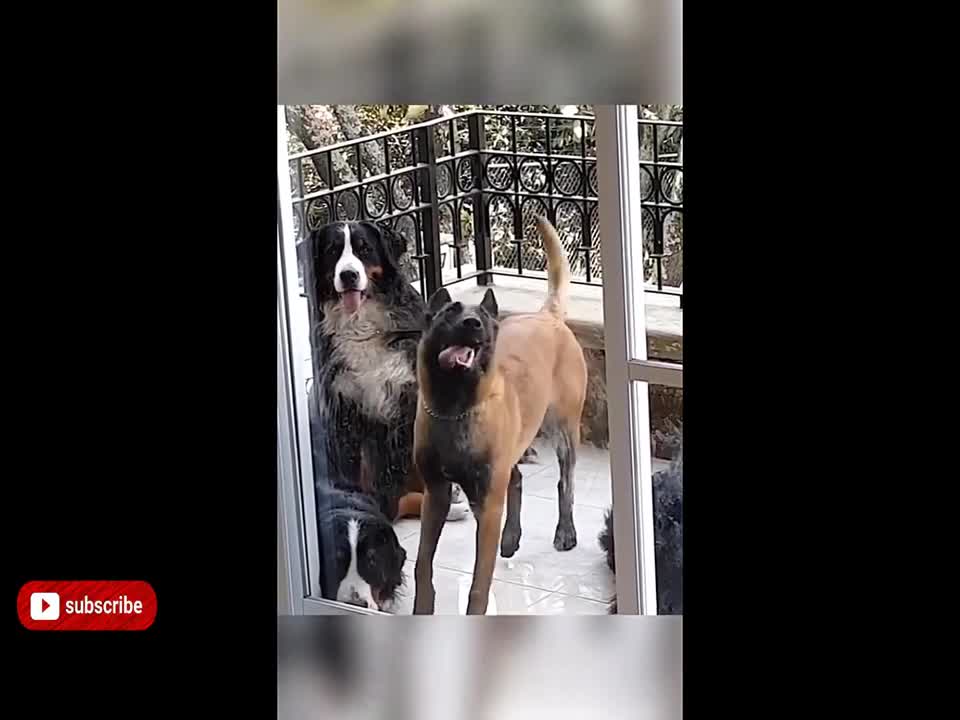 FUNNY VIDEO DOGS OF 2021 MAKE YOU LAUGH