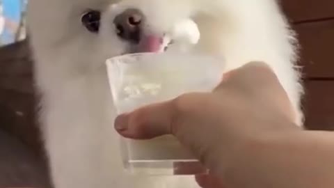 Cute dog eating ice cream