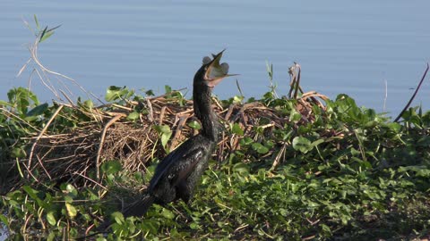 Anhinga bird downing a fish.