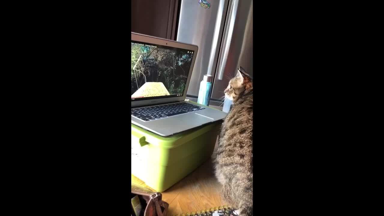 Bird-watching cat thoroughly confused by laptop screen