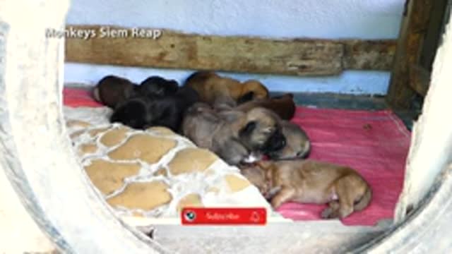 Mother dog bite her Newborn puppie out off her new house making puppies crying loudly