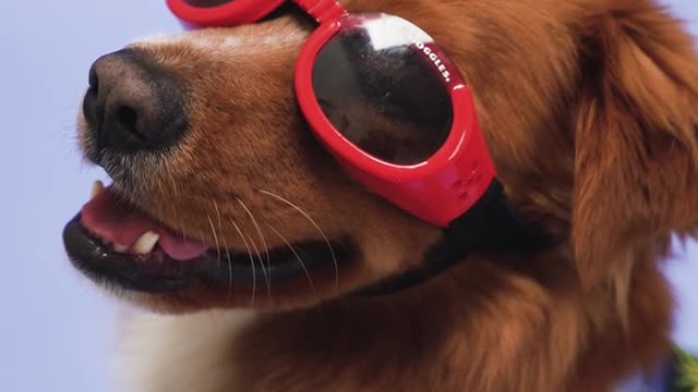 Goggles dog