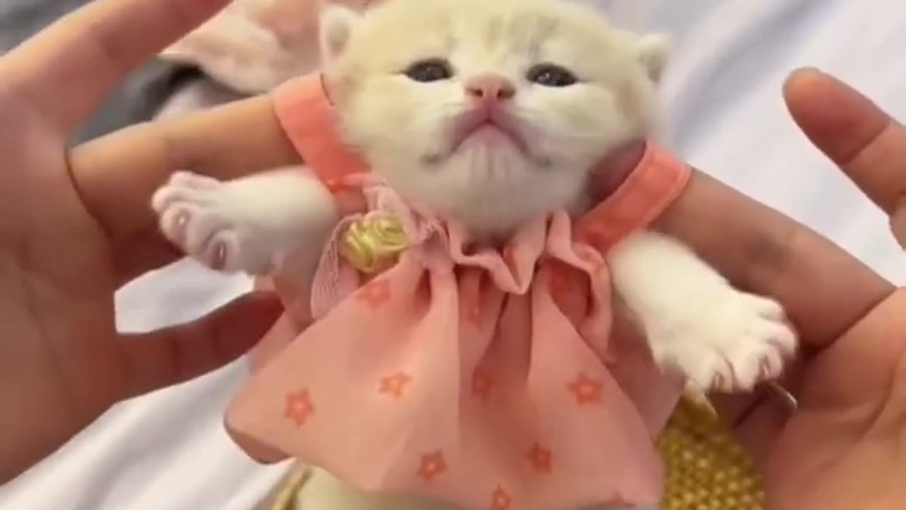 Cute kitten #cat #lovecat #catvideos #kittens #catlovers