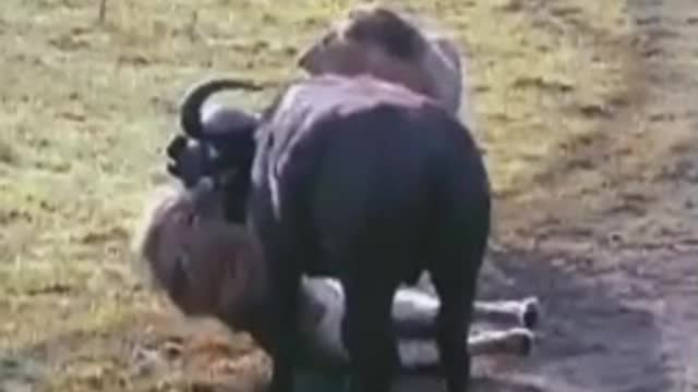 Watch how the lion preys on the stray wild buffalo