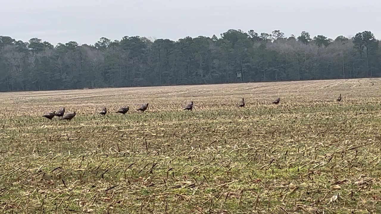 Turkeys