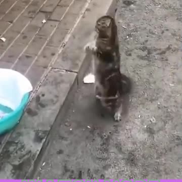 Best Funny Cat Videos | Cat Mafia | Cute Cat Dancing video |
