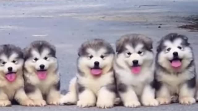 Cute and Funny Dog Videos | Aww Animals