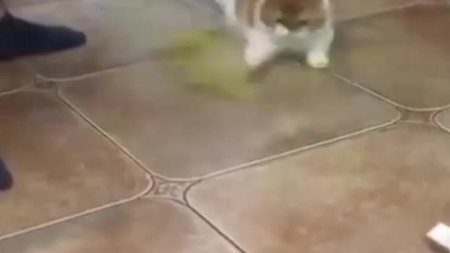 The Cat Danced Beautifully With The Toy